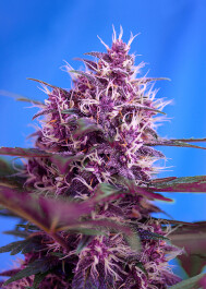 SWARP100 - SWEET SEEDS - RED POISON AUTO® FEM (SWS39) | 100 SEMI