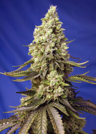 SWRXLAP5 - SWEET SEEDS - RUNTZ XL AUTO® FEM (SWS88) | 5+2 SEMI