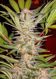 SWSA100 - SWEET SEEDS - S.A.D. SWEET AFGANI DELICIOUS S1® FEM (SWS02) | 100 SEMI