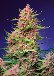 SWSCSF1FV005 - SWEET SEEDS - STRAWBERRY COLA SHERBET F1 FAST VERSION® FEM (SWS106) | 5+2 SEMI
