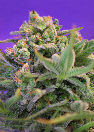 SWFVSC100 - SWEET SEEDS - SWEET CHEESE F1 FAST VERSION® FEM (SWS42) | 100 SEMI