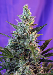 SWFVSS100 - SWEET SEEDS - SWEET SKUNK F1 FAST VERSION® FEM (SWS54) | 100 SEMI