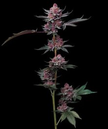 BF2007903 - BARNEY'S FARM - CHERRY POPPERS FEM | 3 SEMI