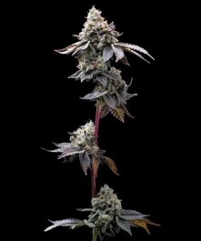 BF2007803 - BARNEY'S FARM - GMO COOKIES FEM | 3 SEMI