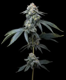 BF2008903 - BARNEY'S FARM - JEALOUSY FEM | 3 SEMI