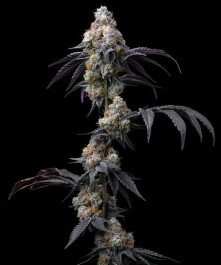 BF2008103 - BARNEY'S FARM - RAINBOW SHERBET FEM | 3 SEMI