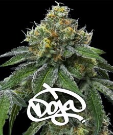 BF2008203 - BARNEY'S FARM - RS11 x BANANA OG FEM | 3 SEMI