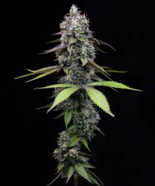 BF2008703 - BARNEY'S FARM - ZOAP FEM | 3 SEMI