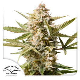 DP9372 - DUTCH PASSION - AUTO CINDERELLA JACK | 7 SEMI