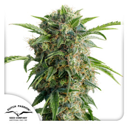DP841002 - DUTCH PASSION - AUTO DAIQUIRI LIME® FEM | 100 SEMI