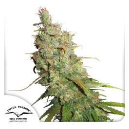 DP10112 - DUTCH PASSION - AUTO DESFRAN FEM | 1 SEME Disponibili fino a fine scorte