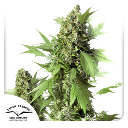 DP9072 - DUTCH PASSION - AUTO DUCK FEM | 7 SEMI
