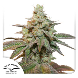 DP12172 - DUTCH PASSION - AUTO KEROSENE KRASH FEM | 7 SEMI