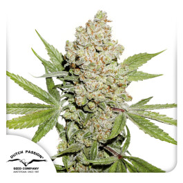 DP10573 - DUTCH PASSION - AUTO LEMON KIX FEM - (ex AUTO LEMON ZKITTLE) | 7 SEMI