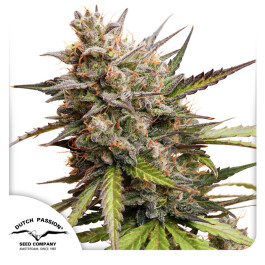 DP13612 - DUTCH PASSION - AUTO MELONADE RUNTZ FEM | 1 SEME Disponibili fino a fine scorte