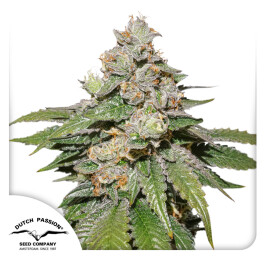DP12372 - DUTCH PASSION - AUTO MOKUM'S TULIP FEM | 7 SEMI