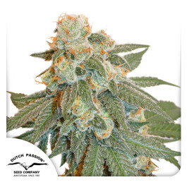 DP9472 - DUTCH PASSION - AUTO ORANGE BUD FEM | 7 SEMI