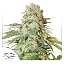 DP11612 - DUTCH PASSION - AUTO POWER PLANT FEM | 1 SEME Disponibili fino a fine scorte
