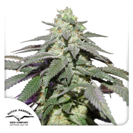 DP12032 - DUTCH PASSION - AUTO SKYWALKER HAZE FEM | 3 SEMI