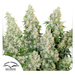 DP6012 - DUTCH PASSION - AUTO THINK DIFFERENT FEM | 1 SEME Disponibili fino a fine scorte