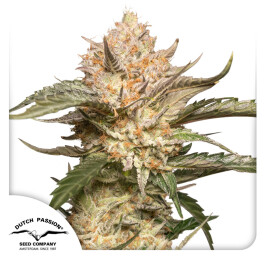 DP12772 - DUTCH PASSION - AUTO TRICHOME AND CREAM FEM | 7 SEMI