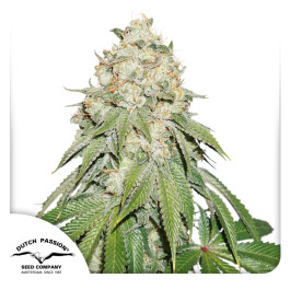 DP10812 - DUTCH PASSION - BANANA BLAZE FEM | 1 SEME Disponibili fino a fine scorte
