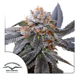 DP13932 - DUTCH PASSION - BLUE ZUSHI FEM | 3 SEMI