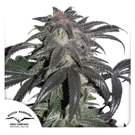 DP9552 - DUTCH PASSION - BUBBA ISLAND KUSH FEM | 5 SEMI Disponibile fino ad esaurimento scorte
