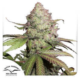 DP9872 - DUTCH PASSION - CBD AUTO CHARLOTTE'S ANGEL® FEM | 7 SEMI