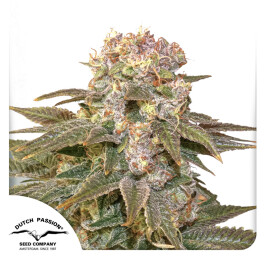 DP10702 - DUTCH PASSION - C-VIBEZ FEM | 10 SEMI