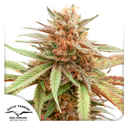 DP12612 - DUTCH PASSION - DURBAN DEW | 1 SEME Disponibili fino a fine scorte