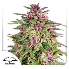 DP0532 - DUTCH PASSION - FRISIAN DEW FEM | 3 SEMI