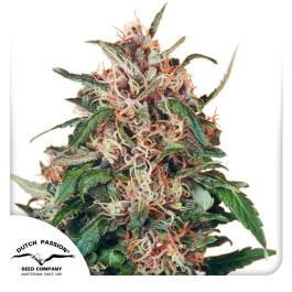 DP0332 - DUTCH PASSION - HOLLANDS HOPE FEM | 3 SEMI