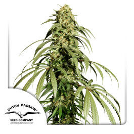 DP14601 - DUTCH PASSION - ICE CREAM HAZE REG | 10 SEMI