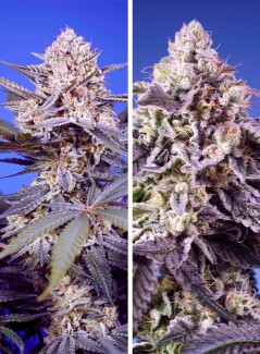 SWTDM004 - SWEET SEEDS - TROPICAL AND DELICIOUS MIX | 4 SEMI