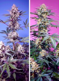 SWSMM004 - SWEET SEEDS - SWEET MONSTER MIX | 4 SEMI