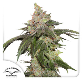 DP11032 - DUTCH PASSION - KEROSENE KRASH FEM | 3 SEMI