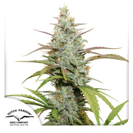 DP10252 - DUTCH PASSION - MOKUM'S TULIP FEM | 5 SEMI