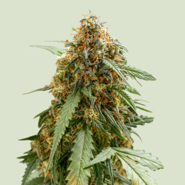 RQSAUTSQ003 - ROYAL QUEEN SEEDS - STICKY QUEEN AUTO FEM | 3 SEMI