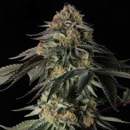 SILS030F003 - SILENT SEEDS - RAINBOW GAS FEM | 3 SEMI