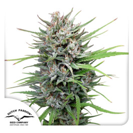DP011002 - DUTCH PASSION - PASSION #1 FEM | 100 SEMI