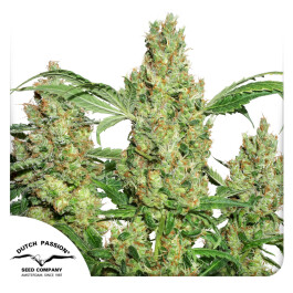 DP1412 - DUTCH PASSION - POWER PLANT FEM | 1 SEME Disponibili fino a fine scorte
