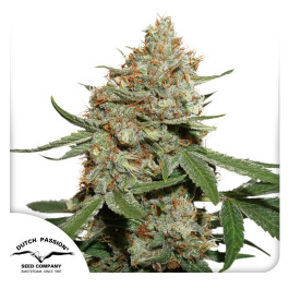 DP1202 - DUTCH PASSION - SKUNK #11 FEM | 10 SEMI
