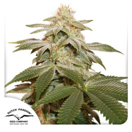 DP11102 - DUTCH PASSION - SUGAR BOMB PUNCH FEM | 10 SEMI