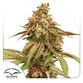 DP13012 - DUTCH PASSION - TROPICAL TANGIE FEM | 1 SEME Disponibili fino a fine scorte