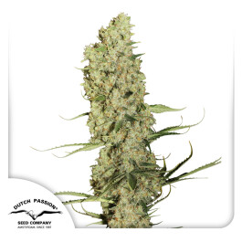 DP4552 - DUTCH PASSION - JORGE'S DIAMOND#1 FEM | 5 SEMI