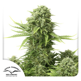 DP6572 - DUTCH PASSION - STAR RYDER AUTO FEM | 7 SEMI - Disponibili sino a fine scorte