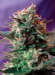 SWFVJ475 - SWEET SEEDS - JACK 47 F1 FAST VERSION® FEM (SWS51) | 5+2 SEMI