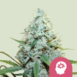 RQSFEM03047 - ROYAL QUEEN SEEDS - AMG AMNESIA MC GANJA FEM | 3 SEMI
