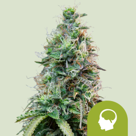RQSAUT100012 - ROYAL QUEEN SEEDS - AMNESIA HAZE AUTO FEM | 100 SEMI